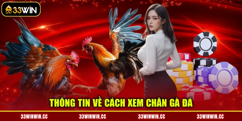 Thông tin về cách xem chân gà đá